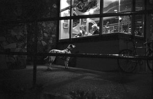 Dog. Robson Street - Vancouver, BC Canada