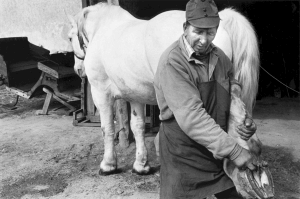 Farrier shoeing a horse. National Stud Farm Szilvásvárad, Hungary.