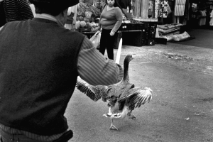 Man with knife chasing a goose. Marbella Spain.