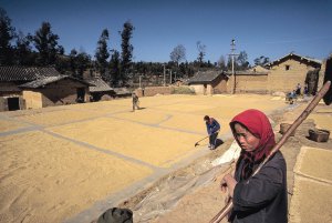 Women processing grain by hand. China 1984.