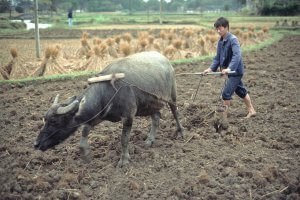 Man plowing a field with a water buffalo.