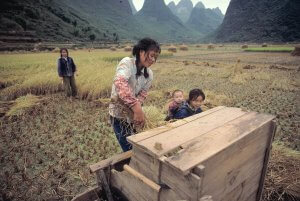 Girls harvesting grain by hand. China 1984.