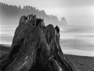 Tree stump with fog and matching background. Olympic penninsula, Washington State