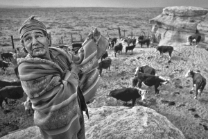 Hopi Indian cowboy, Willie Coin and his cattle.